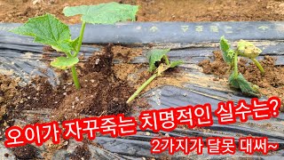 오이,고추,참외등 계속 모든 농작물 죽어나가는 이유~ 주말농장,텃밭,귀농,귀촌,전원일기