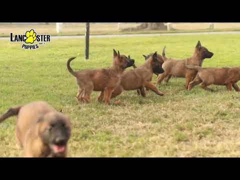 Belgian Malinois Puppies