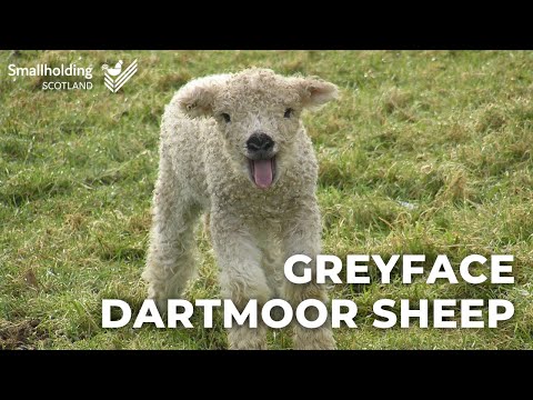 , title : 'Greyface Dartmoor Sheep - Livestock showcase - Scottish Smallholder Festival 2020'
