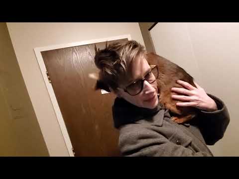 How my Abyssinian Cat Larry greets me when I come home
