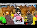 Wife ko birthday per surprise dey dia 😂🐂 Barey barey janwar agae 😍