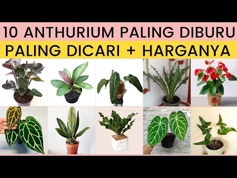 10 Jenis Anthurium Paling Diburu, Jenis Anthurium dan Harganya, Tanaman Viral Tahun 2022 Populer