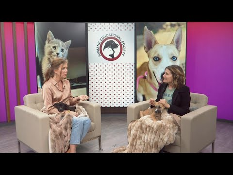 3 Plus Your Pets- Humane Educational Society - YouTube