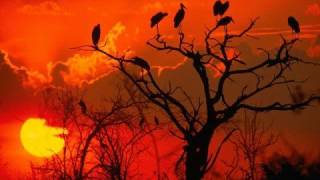 The Lion Sleeps Tonight [The Beauty of Africa]