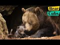 Grizzly Bear Mother Protects Her 3 Tiny Newborns Cubs