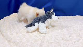 ハーフ犬の動画01