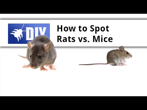 ラット対マウス - ラットとマウスの違いを学ぶ (Rat vs Mouse - Learn the Difference Between Rats and Mice)