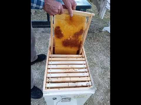 Dikine cıtalı altarnatif arı kovanı.