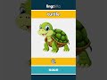 turtle - 龟 video thumbnail
