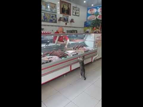 Grocery Clerk Shows Cat Cuts of Meat at Deli Counter - 988028-2