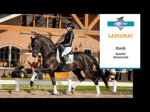 Hengstenstation van Uytert - Ladignac