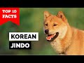 Korean Jindo - Top 10 Facts