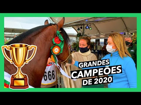 MORPHOLOGY CHAMPIONS/ 2020