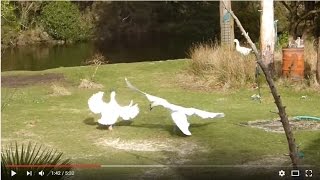 Swans Vs Geese MMA style in an epic fight who will win ? (part 2)