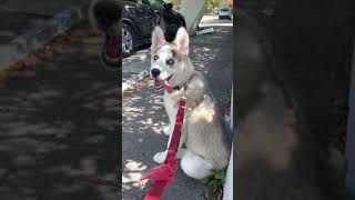 Sakhalin Husky Puppies Videos