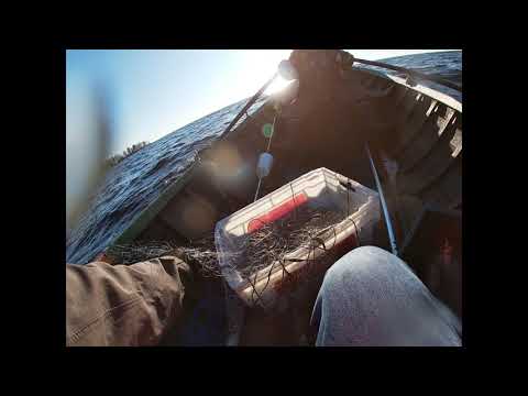 Siikaa ja ahventa verkoilla