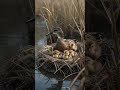 Northern Shoveler Nest Found Beside A Marsh Shoveler Ducks Birdnest Wildlife Birds Duck Bird