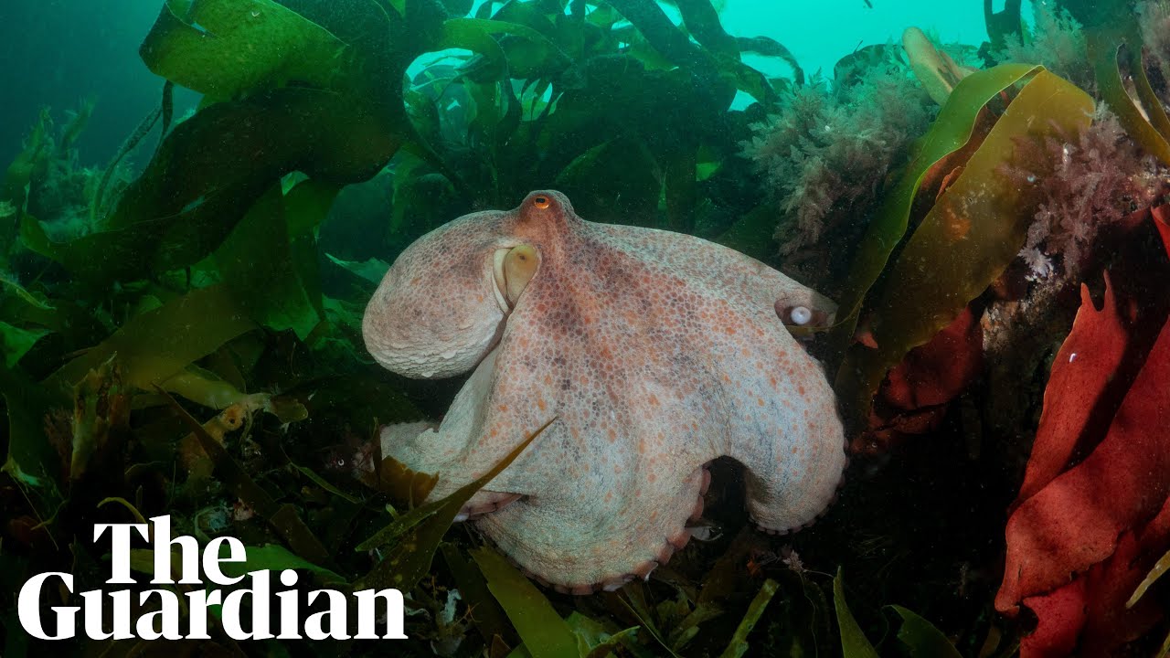 Rare sighting of Common Octopus off Cornish coast captured on camera