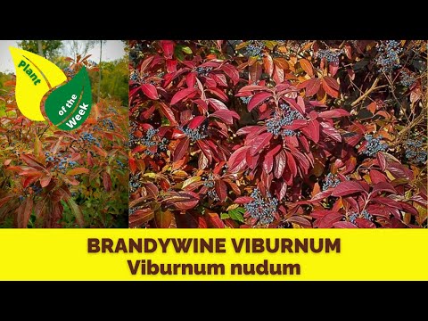 BRANDYWINE VIBURNUM | Viburnum nudum by Proven Winners