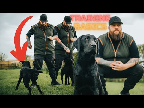 How To Teach Your Dog The Basics