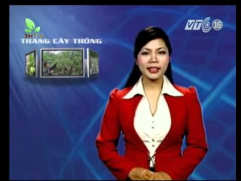 Kỹ Thuật Trồng Mướp, Cà Chua, Bí Xanh, Ớt - Kỹ Thuật Bảo Quản Hành Tỏi