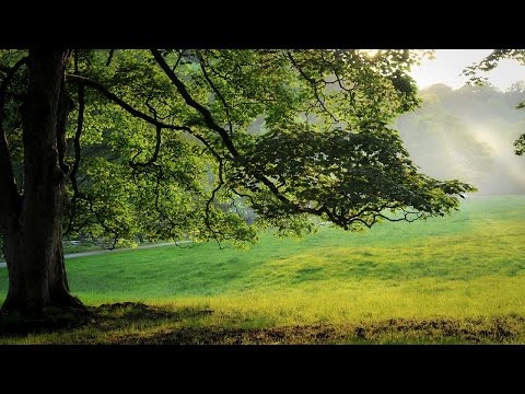 Best Documentary 2016 National Geographic Life Of Panda