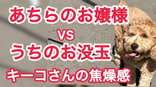 あちらのお嬢様 VS うちのお没玉 キーコさんの焦燥感