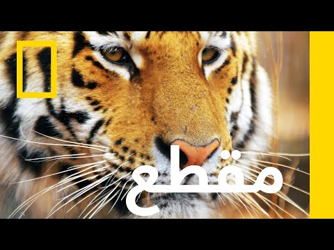 الببر السيبيري ببر آمور المملكة السريّة ناشونال جيوغرافيك أبوظبي