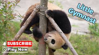 Tiny Panda Shows Off Olympic-Level Gymnastics | iPanda