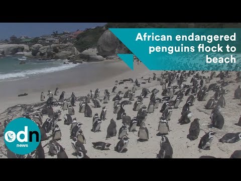 African endangered penguins flock to beach
