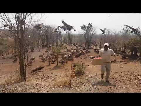 Spectacular Vulture Feeding