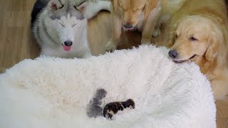 My Husky and Golden Retriever Meet Newborn Kittens for the First Time