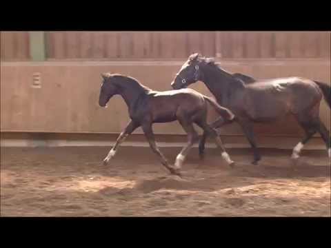 Fohlen Decurio-Cabaret 2012