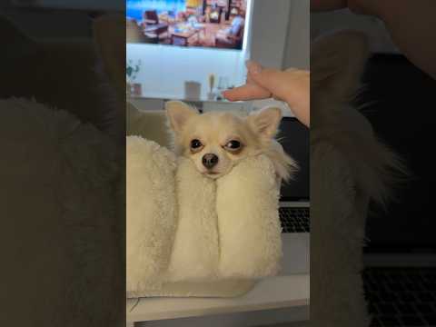 Are Chihuahuas really mean and aggressive?