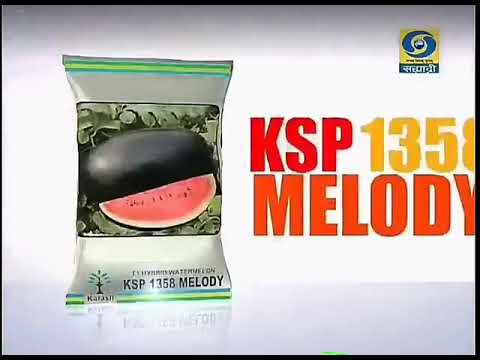 Kalash hybrid melody watermelon- 50gm, packaging type: small...