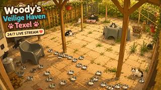 Animal spycam | Woody's Veilige Haven Texel Katten | Terras | 24/7 Livestream