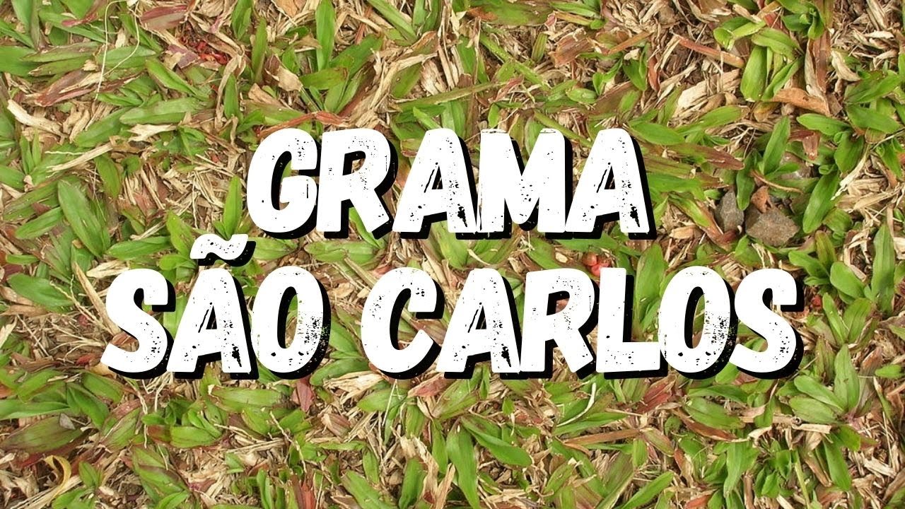 Grama São Carlos: Tudo Sobre Essa Planta