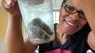How to grow Medjool Date Palms from seed