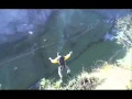 BASE JUMPING SKYDIVING SKY SURFING ...