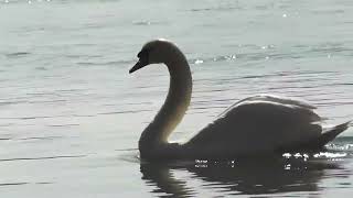 October 26th - Lord of Glory