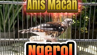 Download lagu Anis Macan Jantan Ngeplong Bongkar Isian Full mp3 Download lagu Anis Macan Jantan Ngeplong Bongkar Isian Full mp3