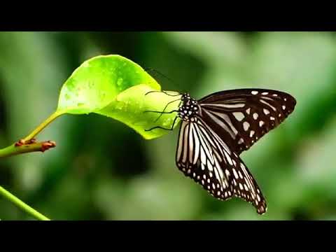 Butterflies, naseema, a to zb, z to a, ztoa