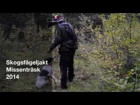 Skogsfågeljakt Missenträsk