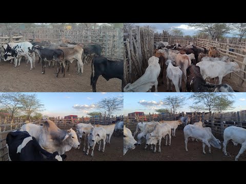 FEIRA DO GADO EM OURICURI-PE DIA, 10/12/2025. #nordeste 