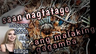 napaka laking gagamba mapapa sana all ka talaga