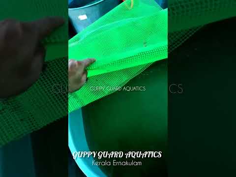 giant goura #phonk #music #beats #remix #dnb #trending #fish