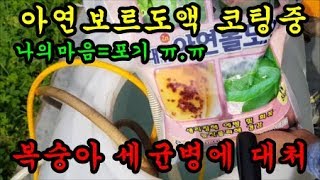복숭아농사 복숭아에 아연보르도액을 방제해서 세균병이 더 번지는것을 막는작업을 하고있어요Peach farmin…