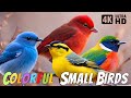 MOST BEAUTIFUL SMALL BIRDS 4K Ultra HD 60FPS Coulerful Birds Relaxing Sounds Birds Chirping