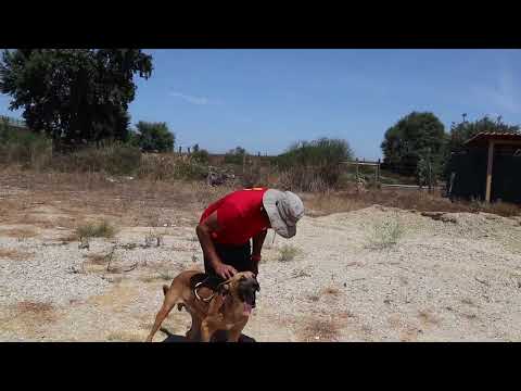 Vídeo de PANCHO