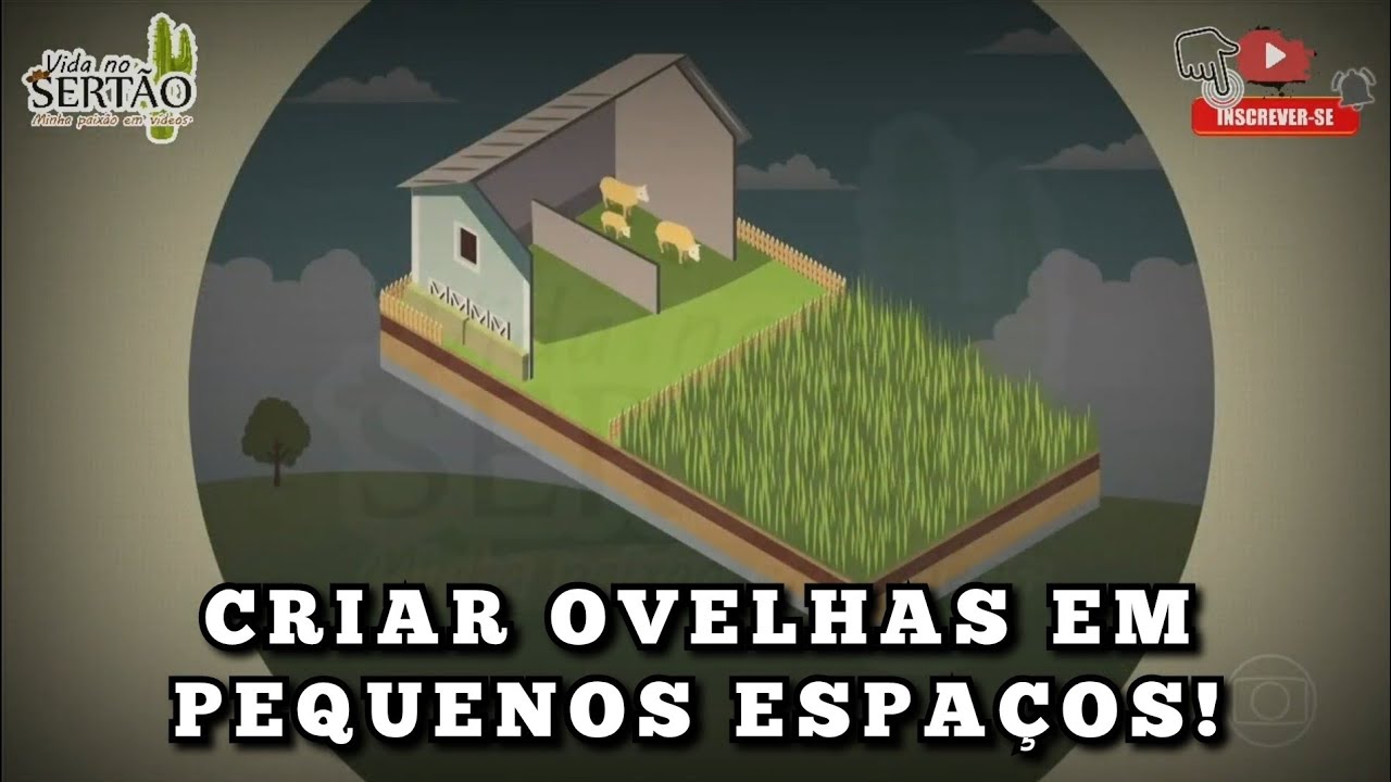 DÁ PRA CRIAR OVELHAS EM 200 METROS QUADRADOS?